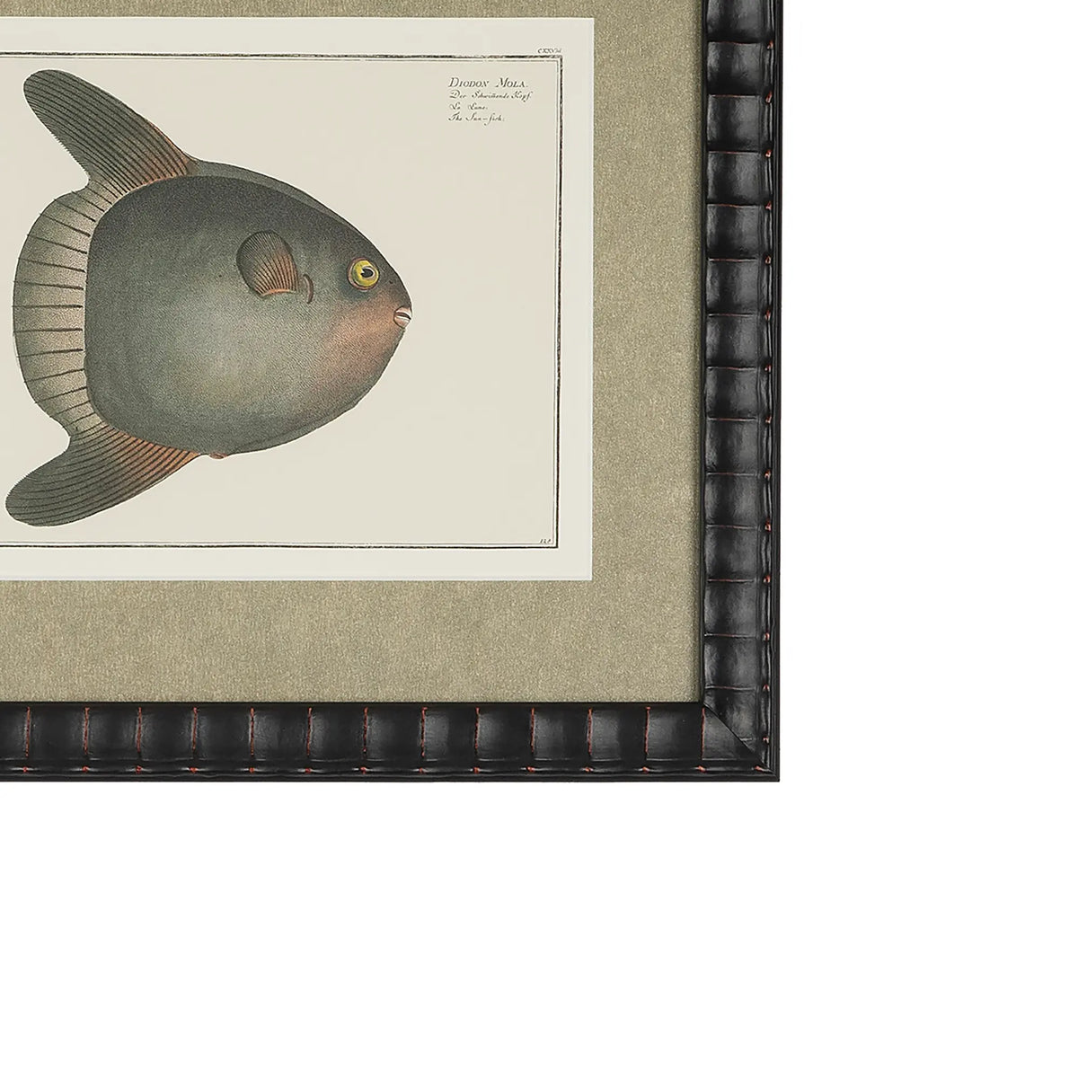 Detail of the Diodon Mola ocean sunfish print with a champagne-gold scale-like mat and bespoke black embossed frame.