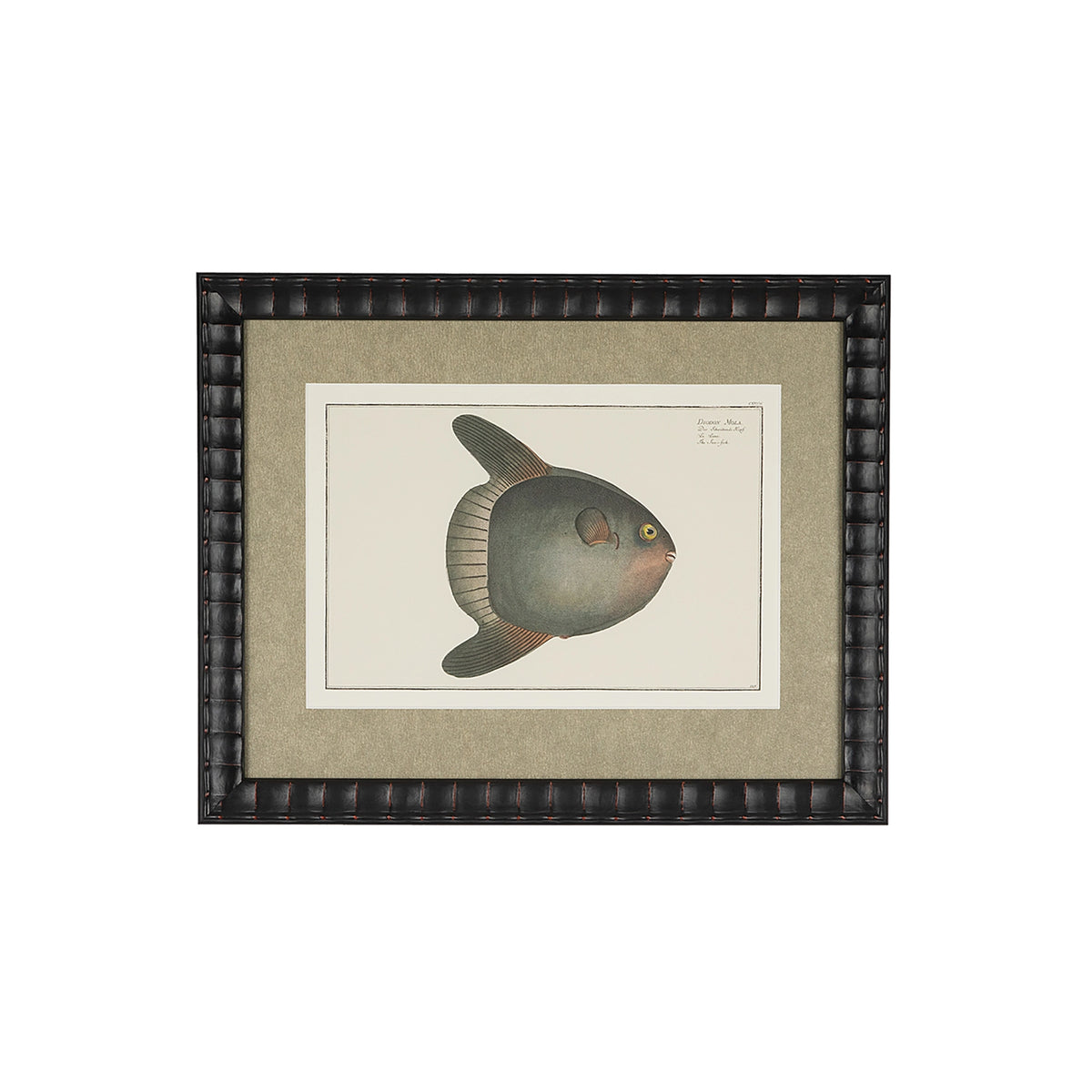 Diodon Mola ocean sunfish natural-history print in a bespoke black embossed frame with a champagne-gold mat.