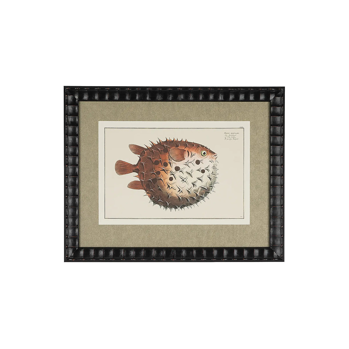 Diodon Orbicularis prickly bottlefish natural-history illustration in a bespoke black embossed frame with a shimmering champagne-gold mat.
