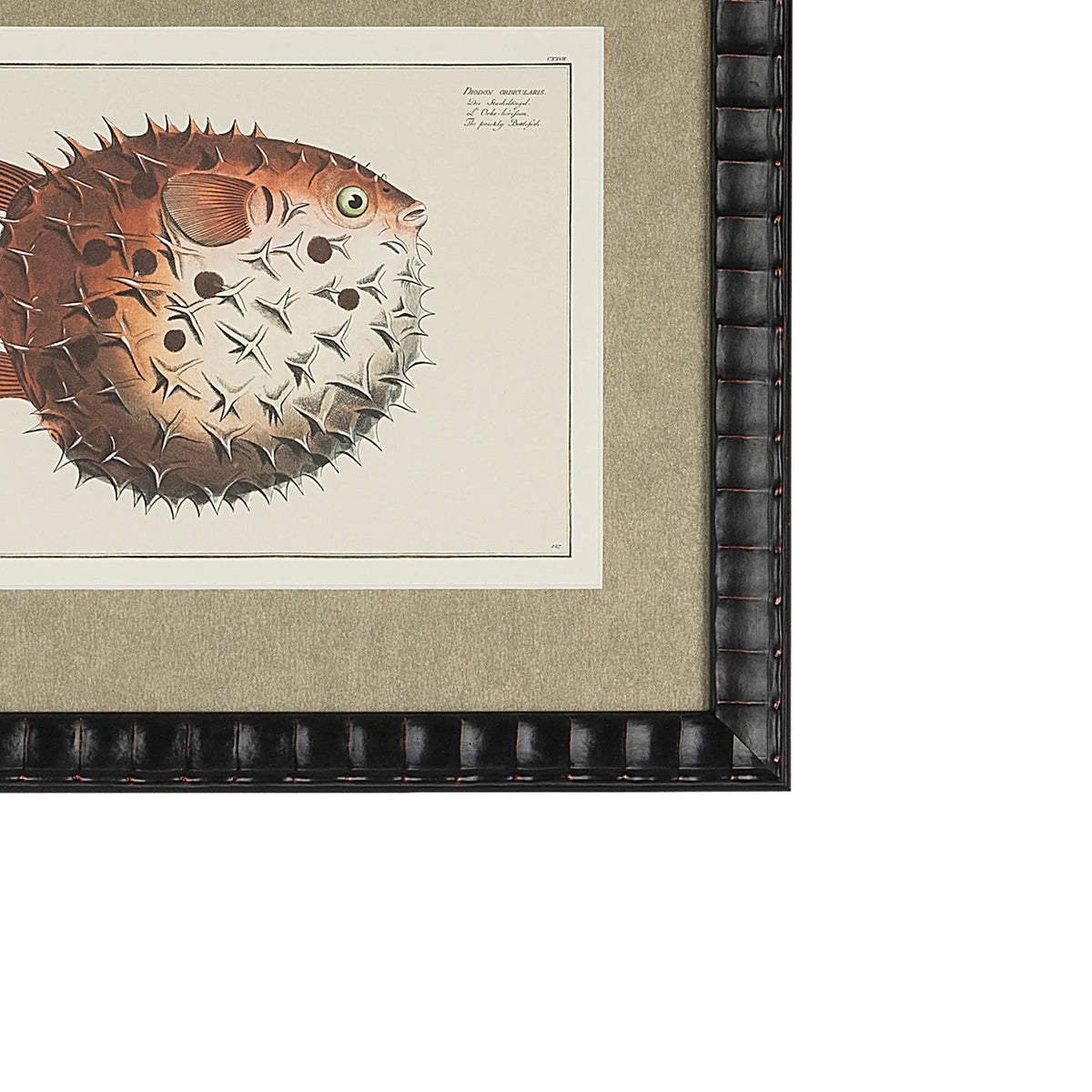 Close-up of the Diodon Orbicularis prickly bottlefish illustration, shimmering champagne-gold textured mat and bespoke black embossed frame.