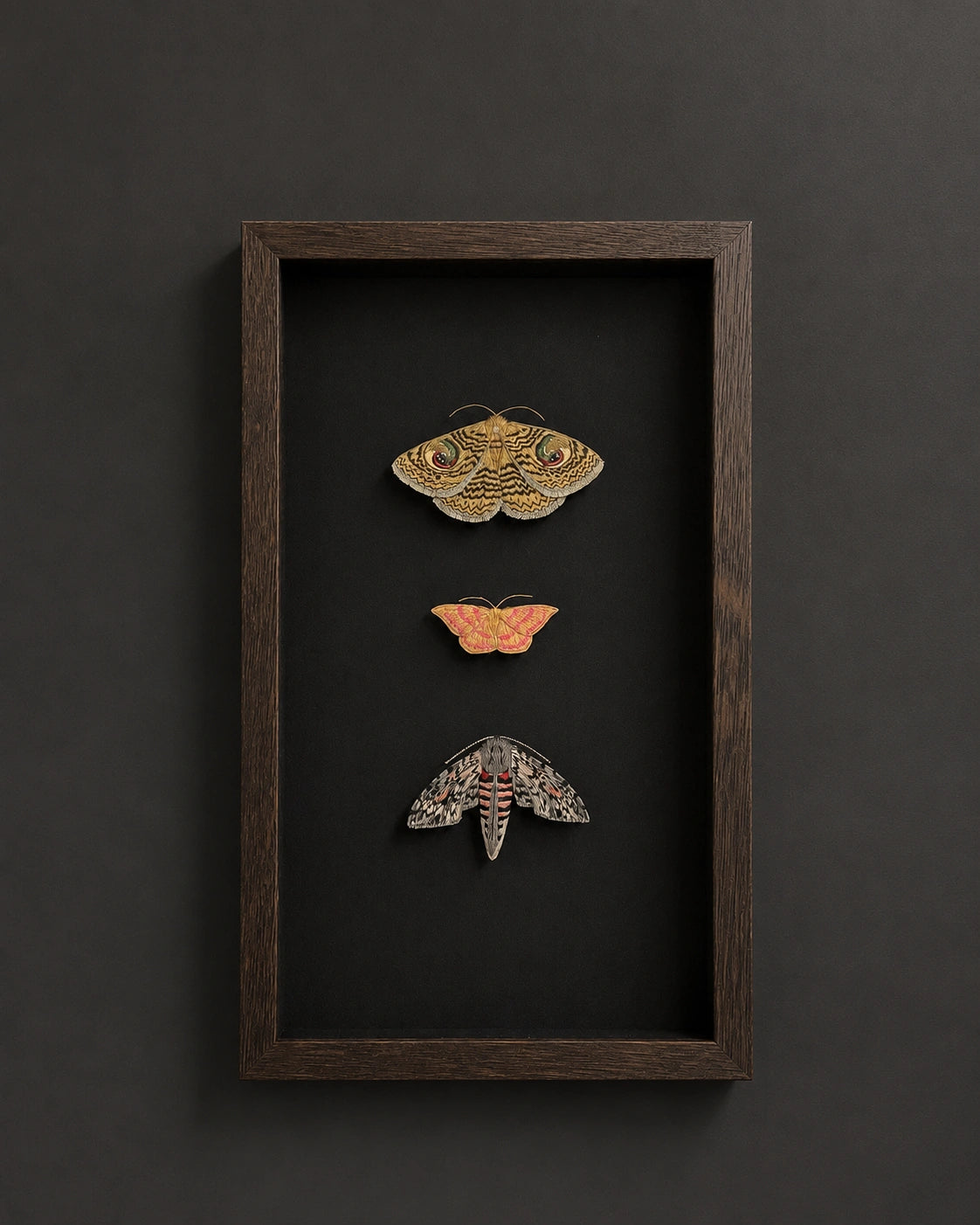 Framed entomology specimen display featuring three preserved moths mounted in a deep dark oak shadow box with a black backing, photographed on a premium charcoal gallery wall with museum-style lighting.