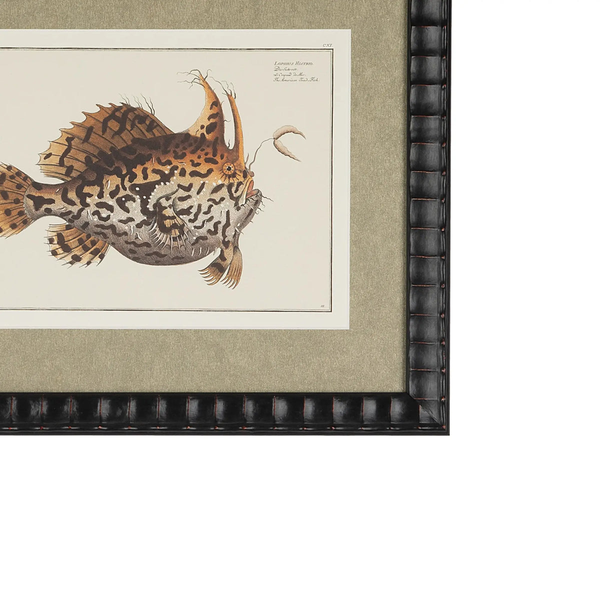 Detail of the Lophius Histrio frogfish print with a champagne-gold scale-like mat and bespoke black embossed frame.