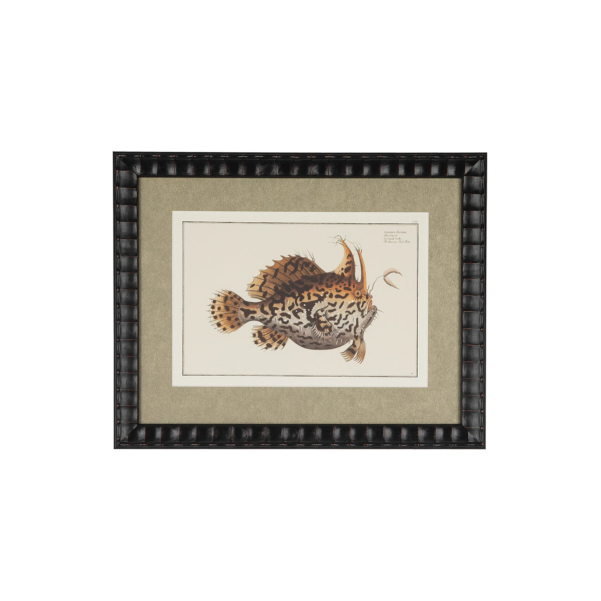 Lophius Histrio frogfish natural-history print in a bespoke black embossed frame with a champagne-gold mat.