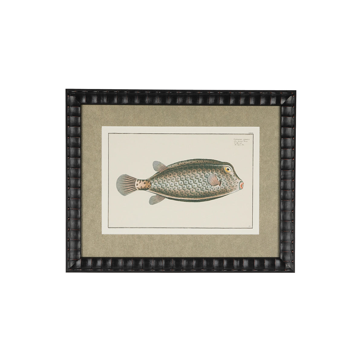 Ostracion Cubicus yellow boxfish natural-history illustration in a bespoke black embossed frame with a shimmering champagne-gold mat.