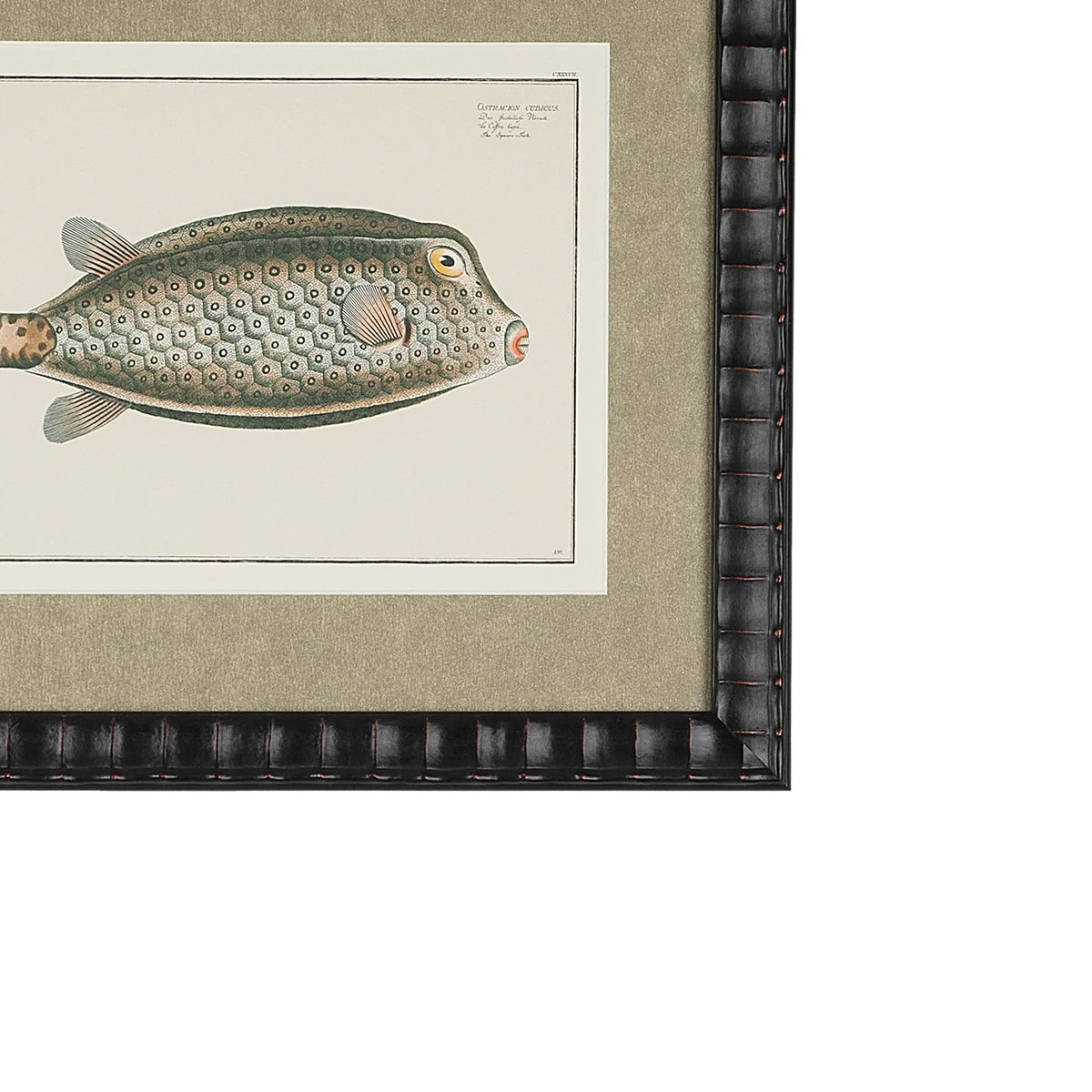 Close-up of the Ostracion Cubicus yellow boxfish illustration, shimmering champagne-gold textured mat and bespoke black embossed frame.