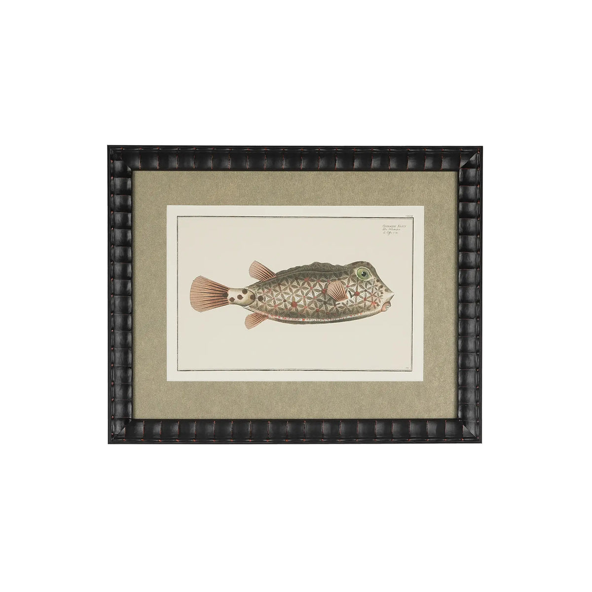 Ostracion Nasus boxfish natural-history illustration in a bespoke black embossed frame with a shimmering champagne-gold mat.