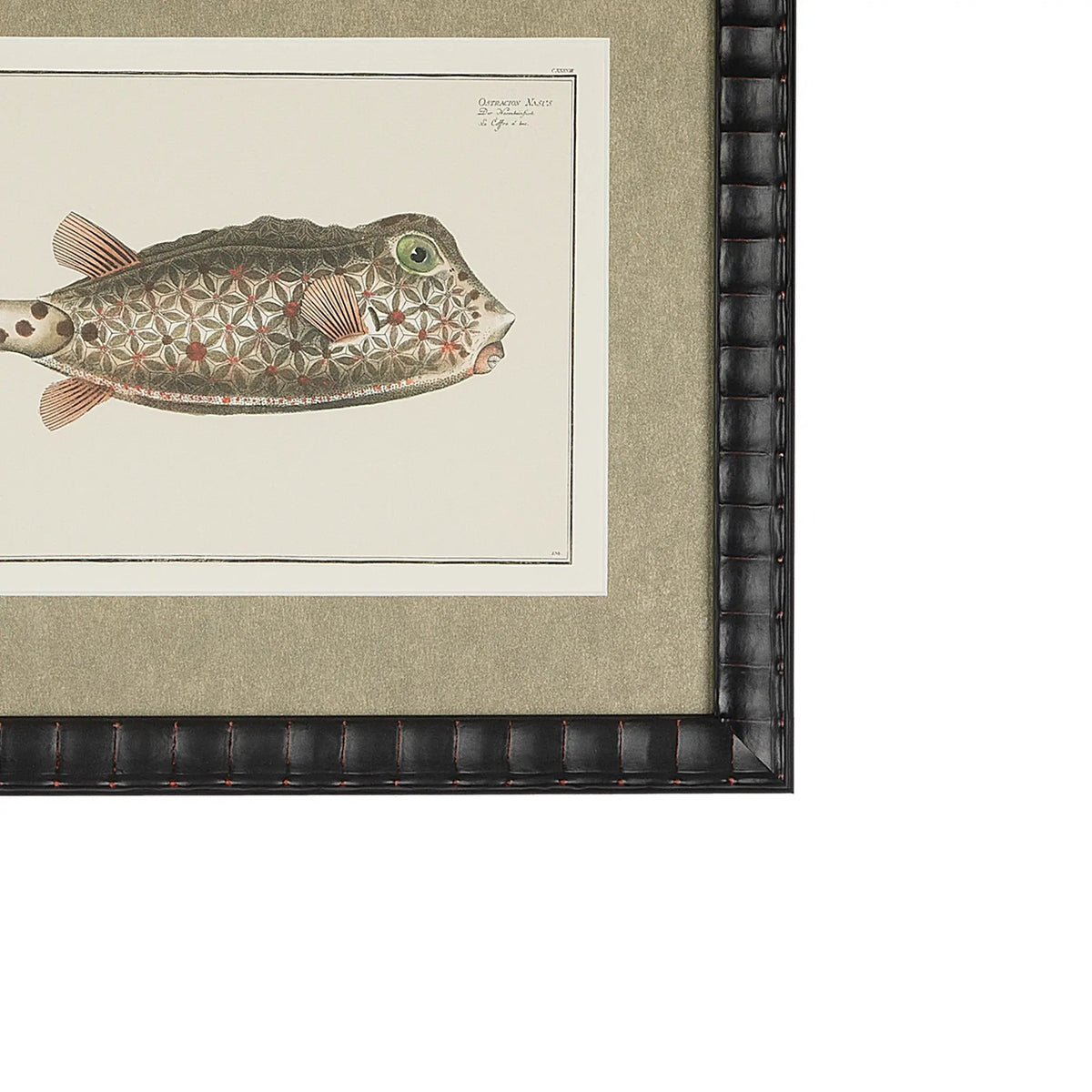 Close-up of the Ostracion Nasus boxfish illustration, shimmering champagne-gold textured mat and bespoke black embossed frame.