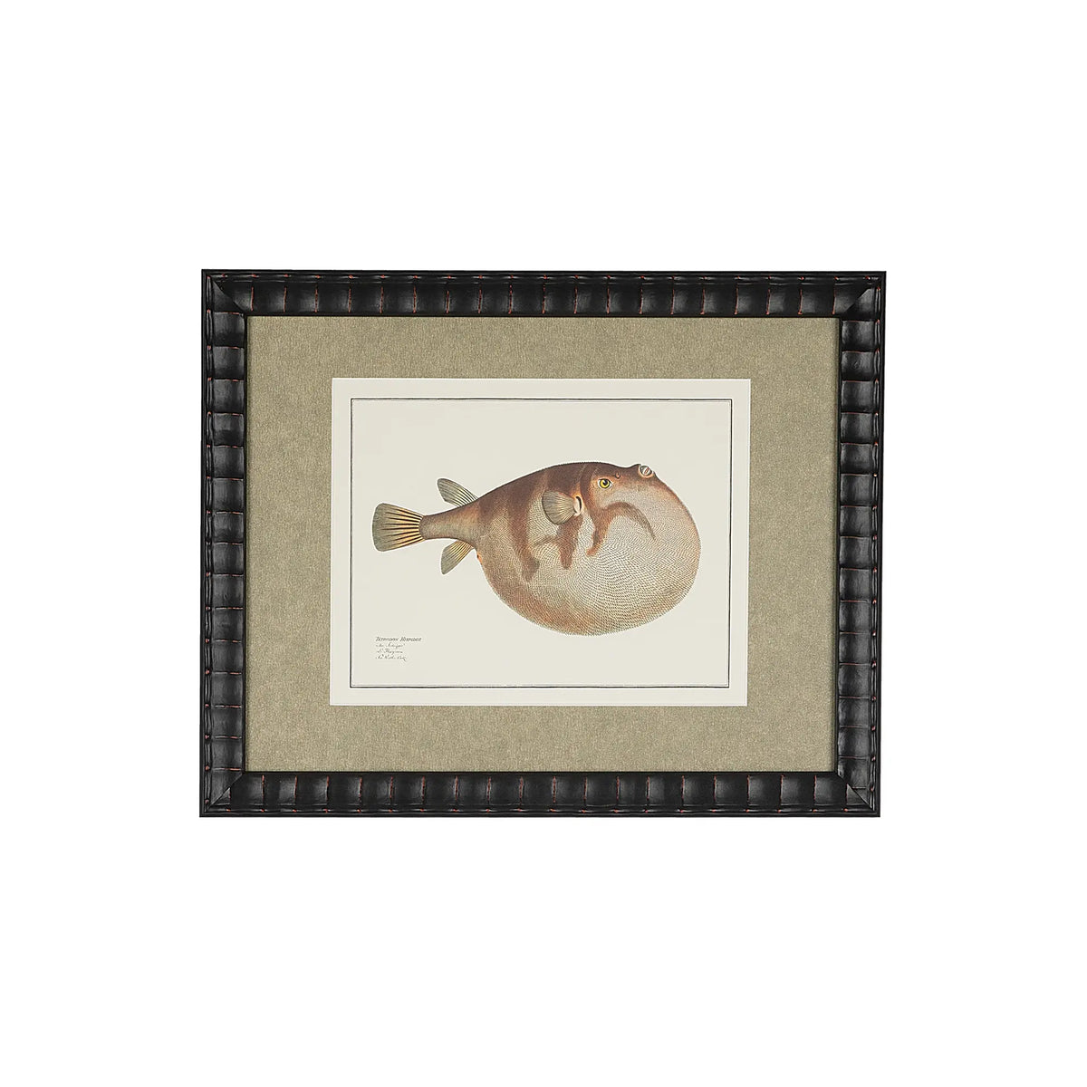Tetrodon Hispidus pufferfish natural-history illustration in a bespoke black embossed frame with a shimmering champagne-gold mat.