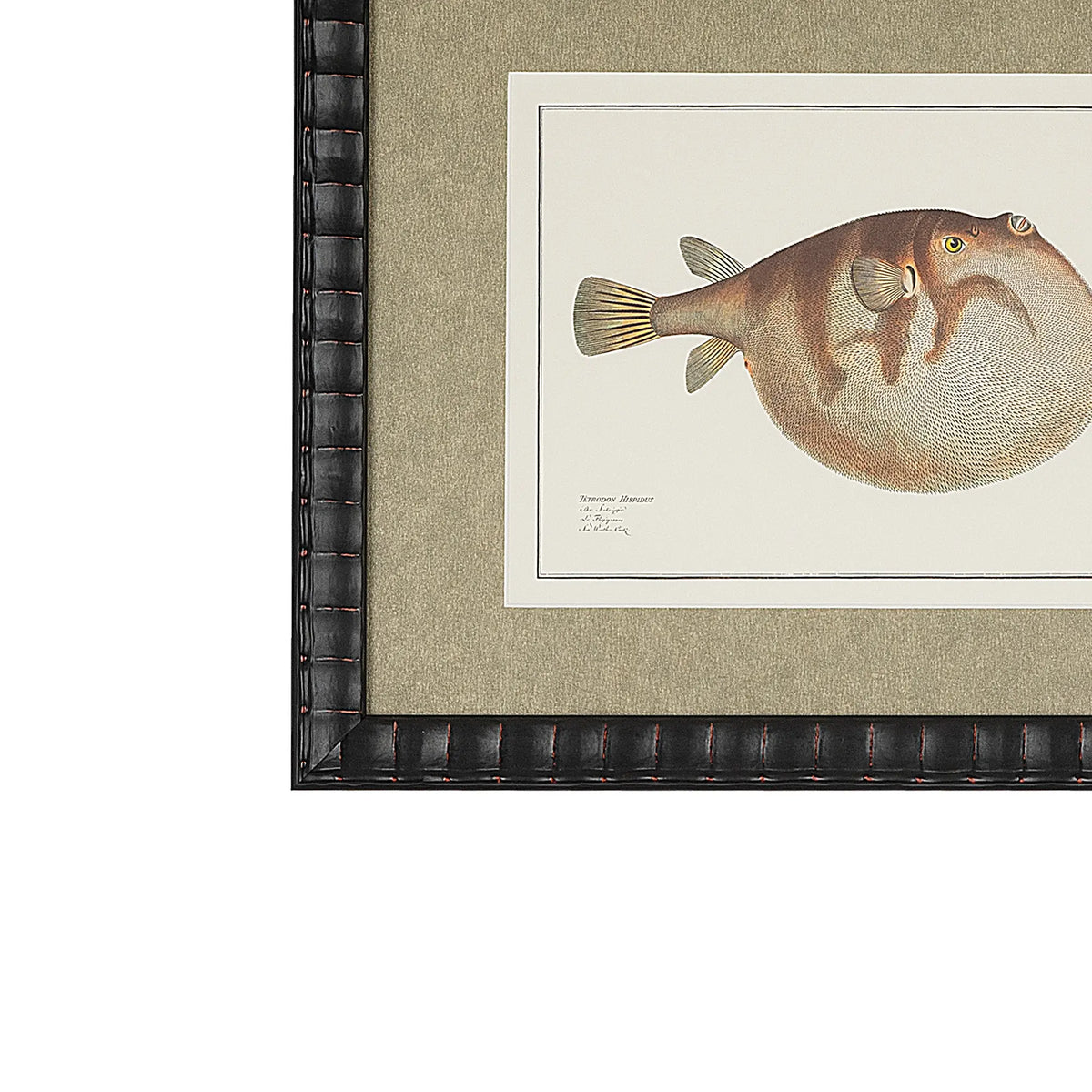 Close-up of the Tetrodon Hispidus pufferfish illustration, shimmering champagne-gold textured mat and bespoke black embossed frame.